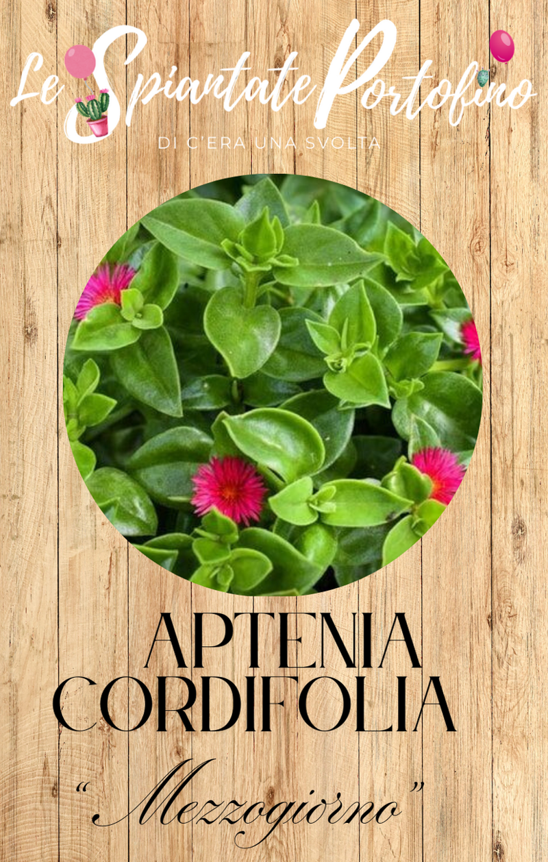 aptenia-corrdifolia