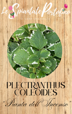 plectranthus-coleoides-incenso