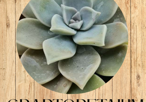 sedum%20palmeri%20fronte sedum%20palmeri%20fronte