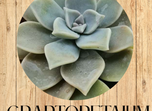 sedum%20palmeri%20fronte