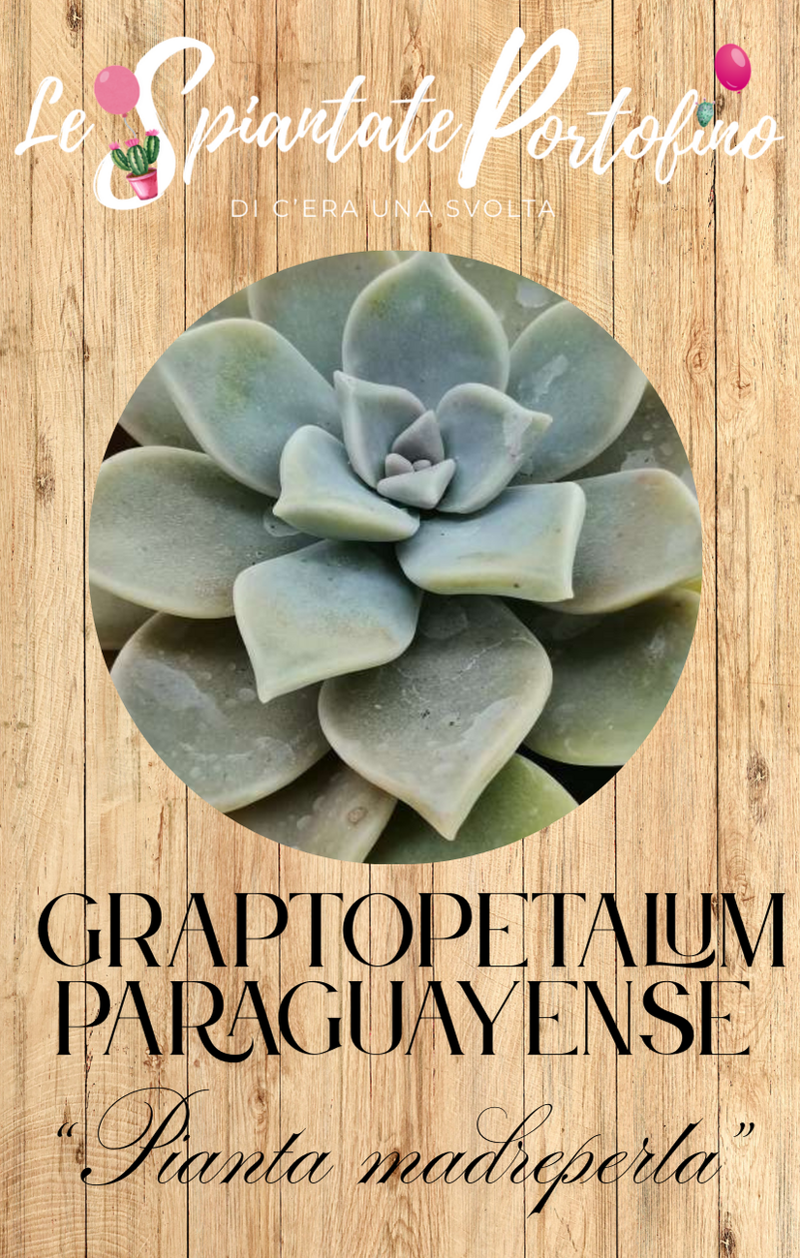 graptopetalum-paraguayense