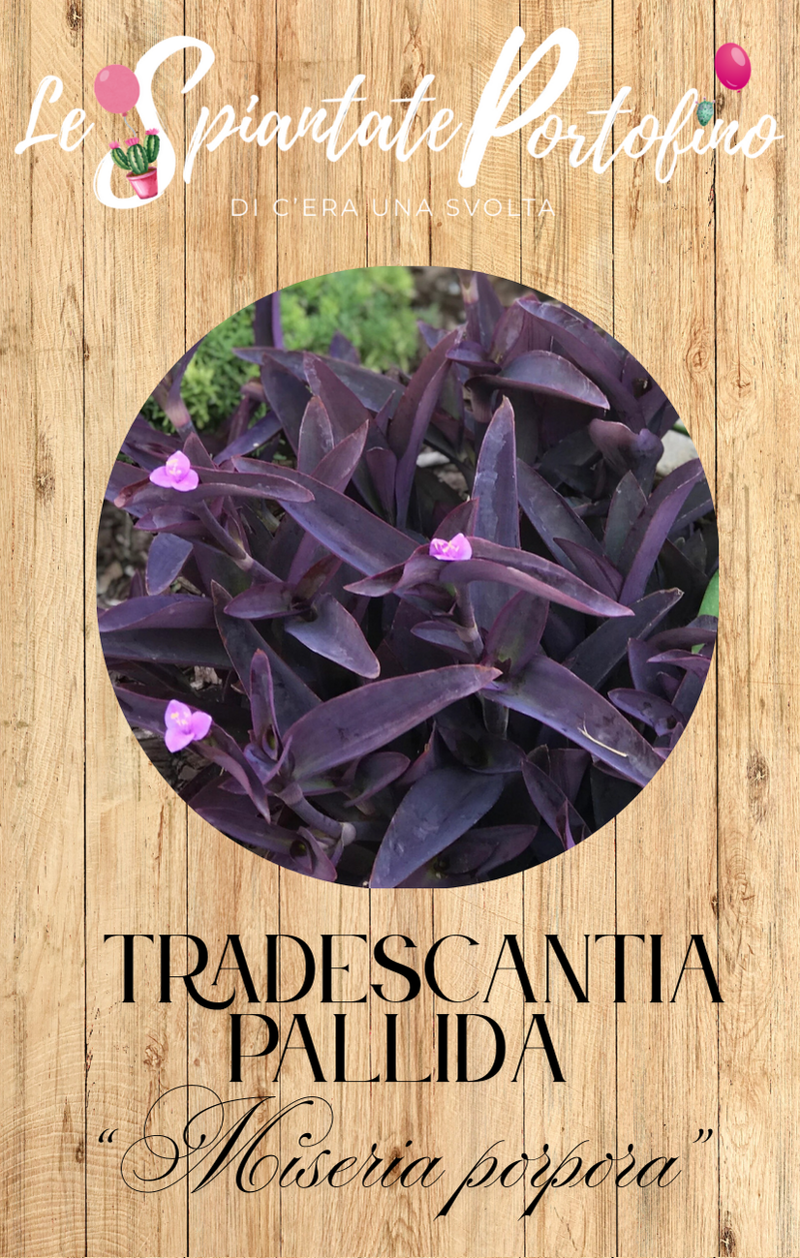tradescantia-pallida-miseria