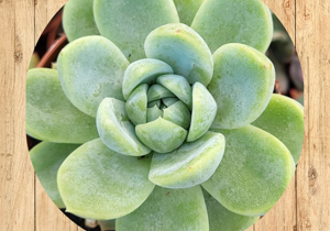 14%20adromischus%20cooperi%20fronte 14%20adromischus%20cooperi%20fronte