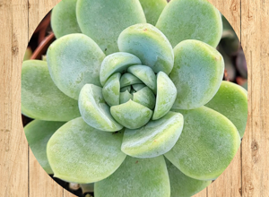 14%20adromischus%20cooperi%20fronte