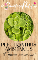plectranthus-amboinicus-origano-messicano
