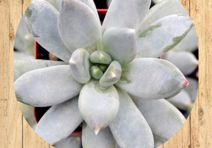 08%20echeveria%20elegans%20fronte 08%20echeveria%20elegans%20fronte