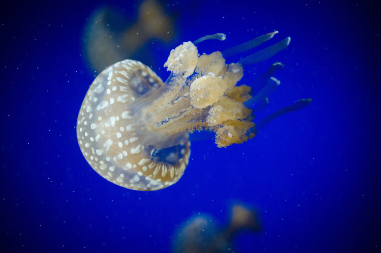 jellyfish-1851643.jpeg