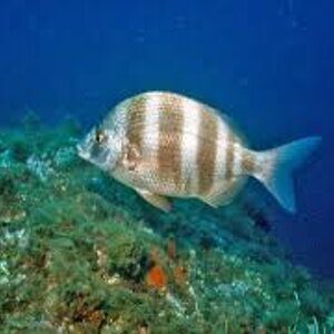 0-f476e5c7-416-bandiera-segnalazione-sub.jpeg