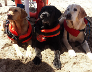 faaecc4b-3e36-4d00-82fb-ab7a5ae2b492.jpeg faaecc4b-3e36-4d00-82fb-ab7a5ae2b492.jpeg