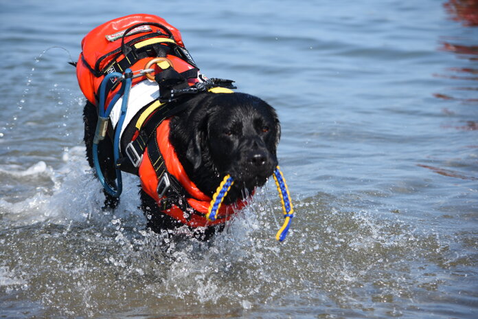 dsc_7032.jpeg dsc_7032.jpeg