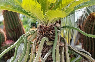 ravino%20gardens%2012.webp