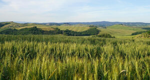 hills%20near%20siena%205.jpeg
