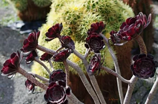 ravino%20gardens%2015.webp