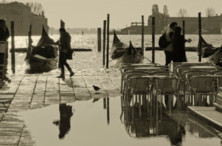 venice%20-%20high%20water%20in%20s.marco%20square%20and%20seagull.jpeg