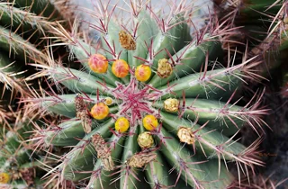 ravino%20gardens%2014.webp