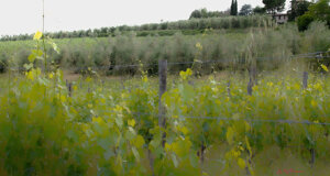 tuscany%20-%20poppies.jpeg