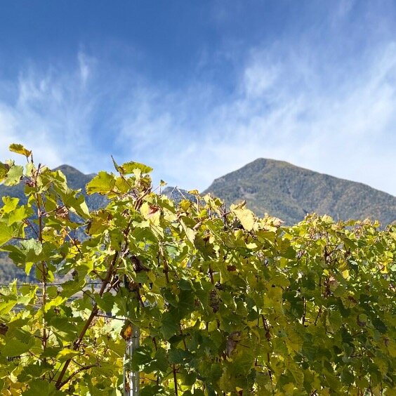 QUANDO LA NATURA FA IL VINO QUANDO LA NATURA FA IL VINO