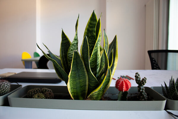 img_1720.jpeg img_1720.jpeg