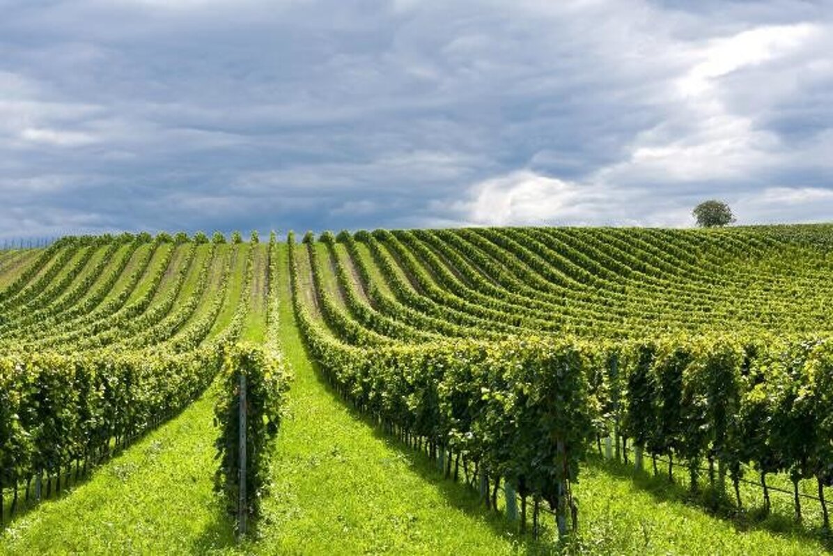 86f893a2-1658-4c05-ad37-b0c0204b520a.jpeg 86f893a2-1658-4c05-ad37-b0c0204b520a.jpeg