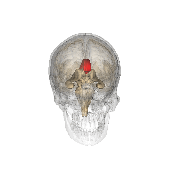 corpus_callosum