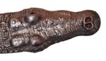 coccodrillo-xx-secolo