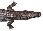 coccodrillo-xx-secolo