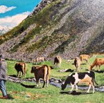 catalano-p-g-paesaggio-di-montagna-con-mucche-al-pascolo-xxi-secolo
