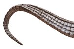 coccodrillo-xx-secolo
