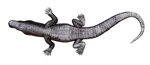 coccodrillo-xx-secolo