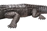 coccodrillo-xx-secolo