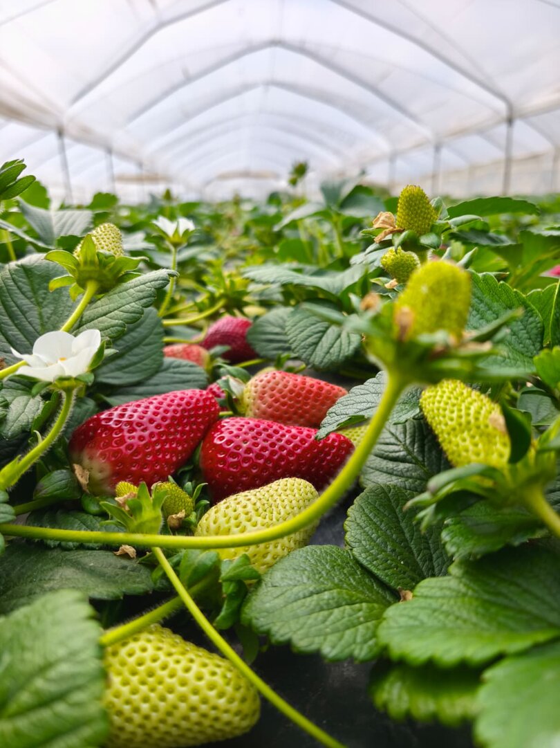 whatsapp image 2026-03-08 at 13.56.17.jpeg