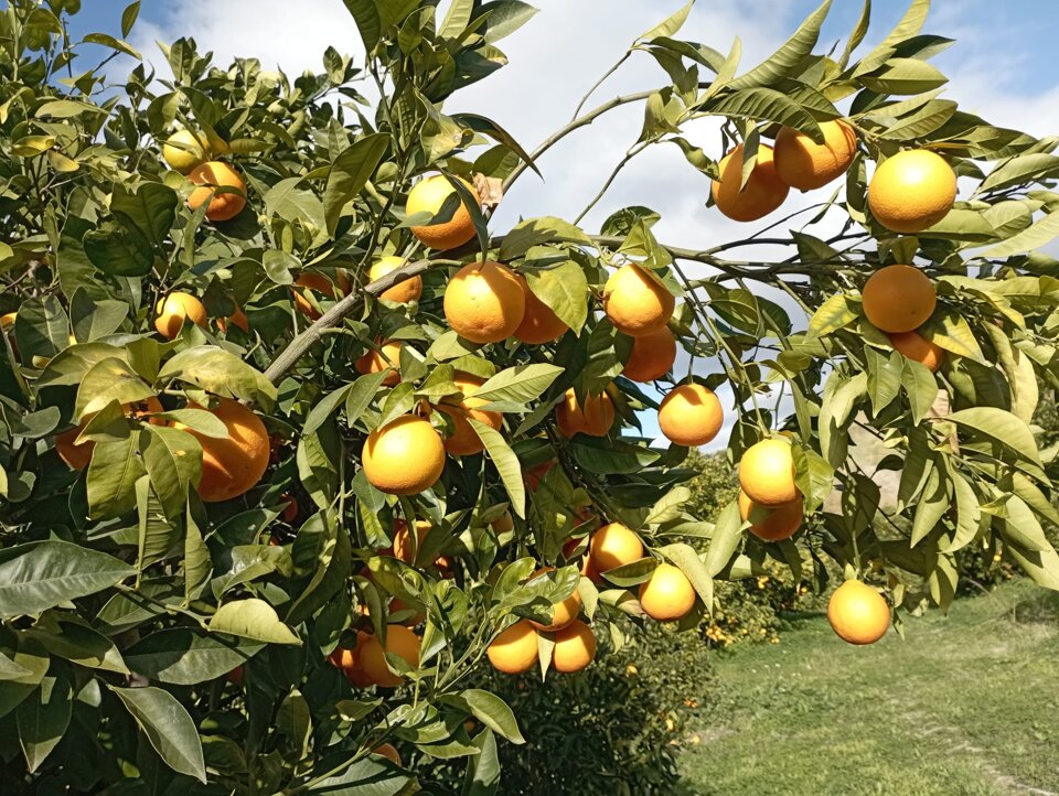 arancealbero.jpeg arancealbero.jpeg