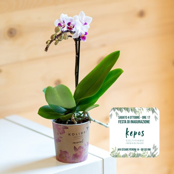 556133769_17862094242479342_8238086178311629600_n.jpeg 556133769_17862094242479342_8238086178311629600_n.jpeg