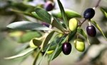 olio-extravergine-di-oliva-bio