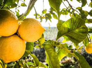 fullsizerender%202.jpeg fullsizerender%202.jpeg