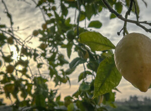 img_3383.jpeg img_3383.jpeg