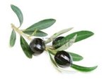 olio-extra-vergine-doliva