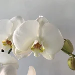 orchidea-phalaenopsis