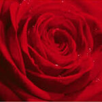 rose-rosse