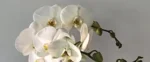 orchidea-phalaenopsis