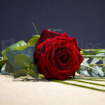 rose-rosse