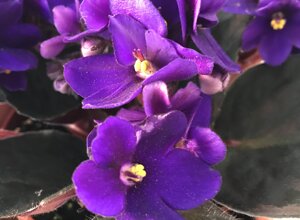img_0655.jpeg