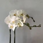 orchidea-phalaenopsis
