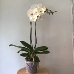 orchidea-phalaenopsis