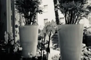 franzini%20fiori-01.jpeg