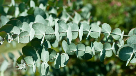 eucalyptus-young-leaves-alamy-cfjnxb-organica.jpeg eucalyptus-young-leaves-alamy-cfjnxb-organica.jpeg