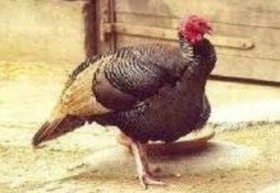 ec398934-fdd5-416e-80e1-6b125cec3fd8