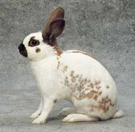 coniglio-razza-pezzata-inglese_2