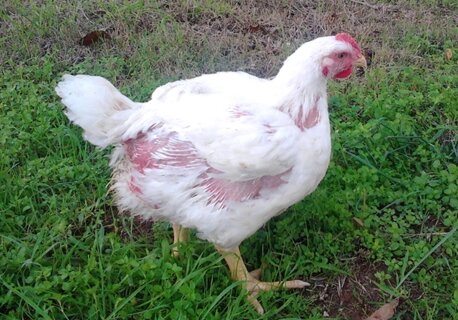 pollo_bianopesante_1