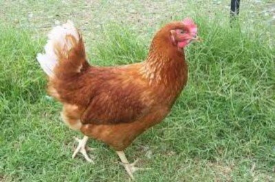 fd880c7c-b4f8-4066-a686-f45752142cca